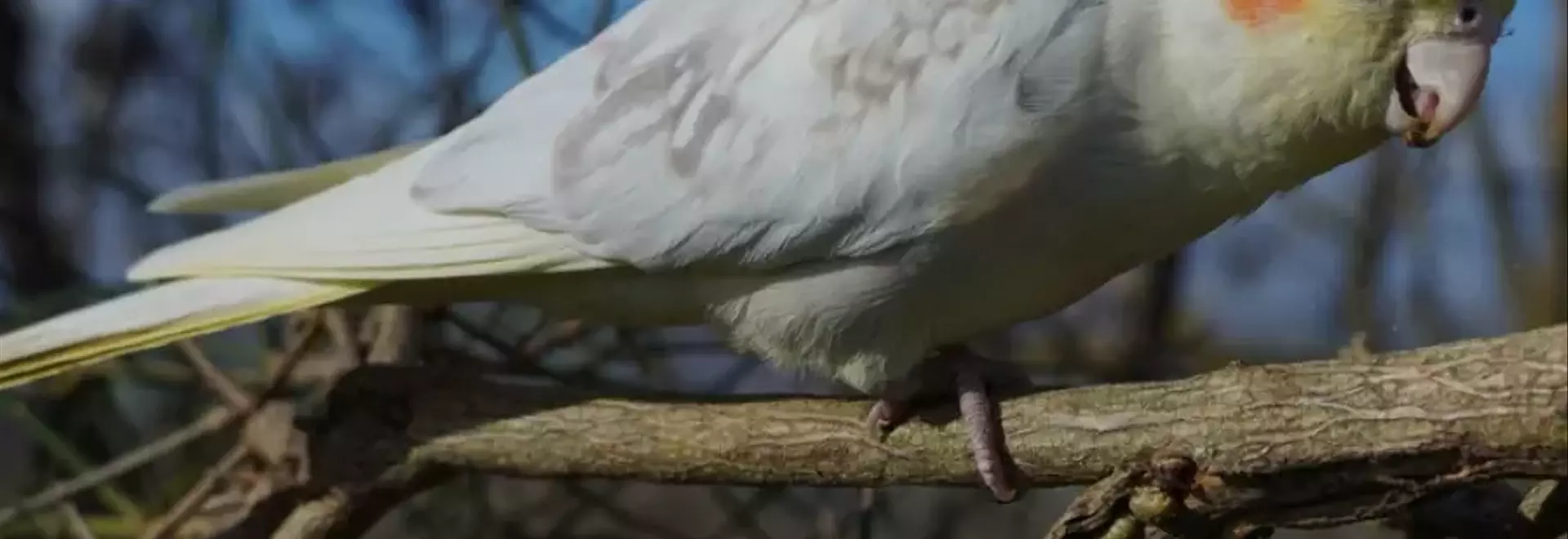 Calopsite: La Guida Definitiva al Compagno Alato Perfetto