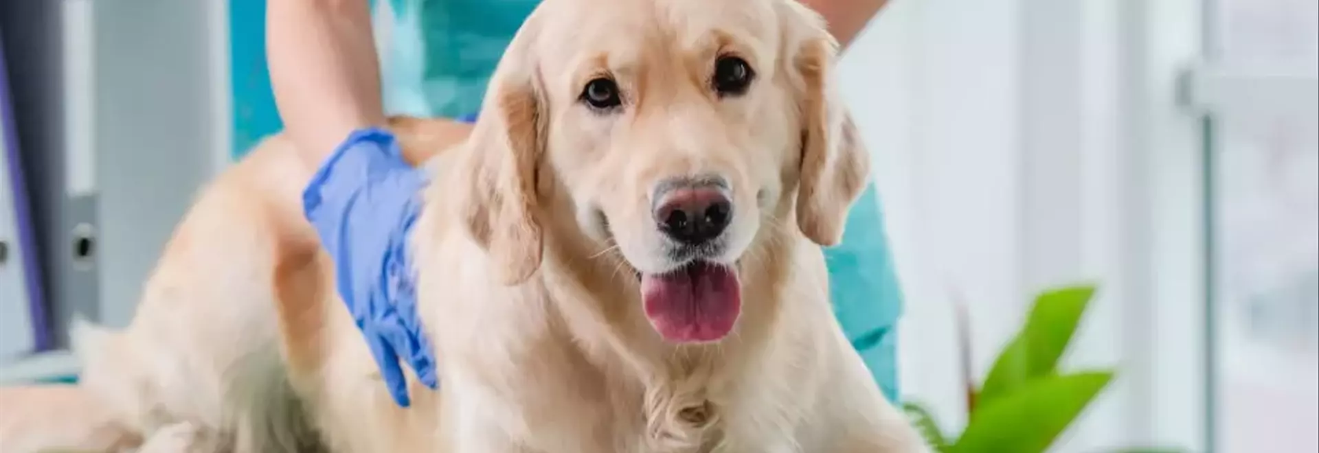 Gastroenterite Canina: Approfondimenti su Cause, Sintomi e Terapie