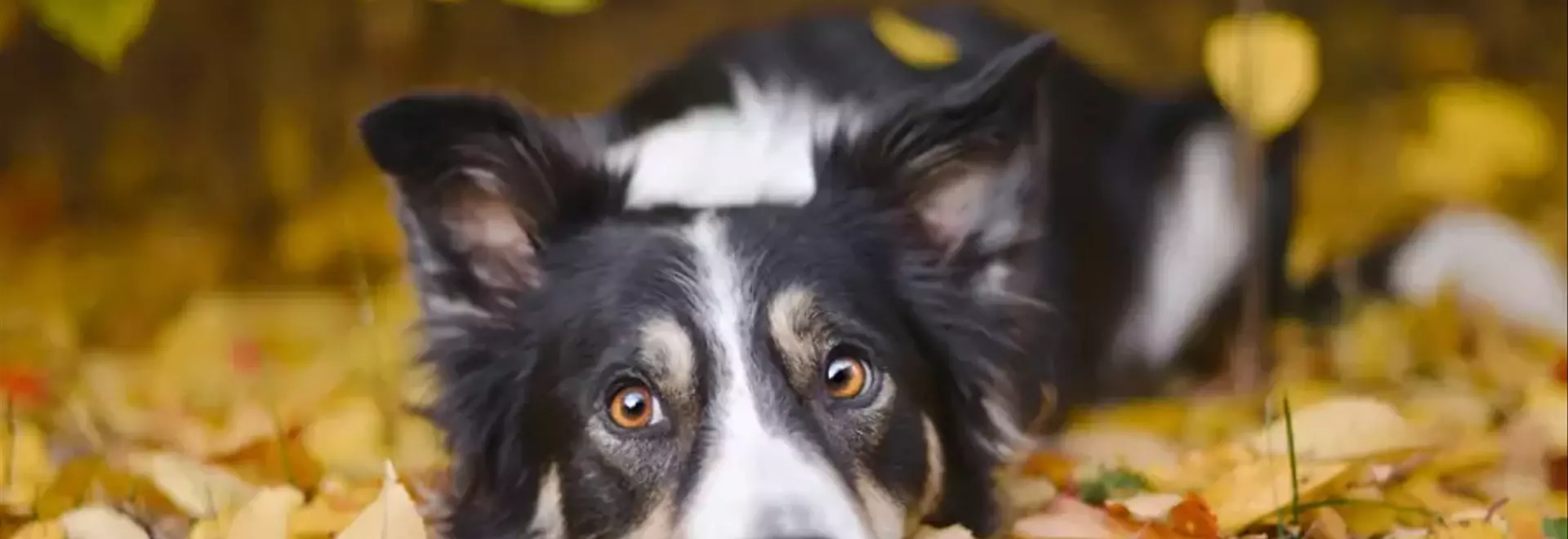 L'Importanza Vitale della Vitamina D per la Salute Canina