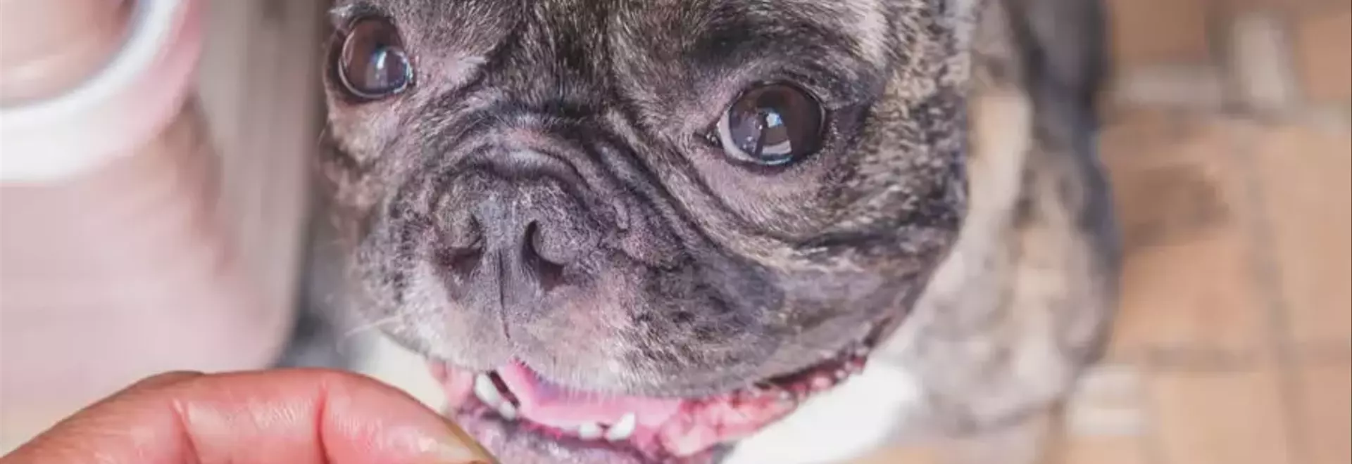 Gestione della Filariosi Cardiopolmonare Canina: Una Guida Completa