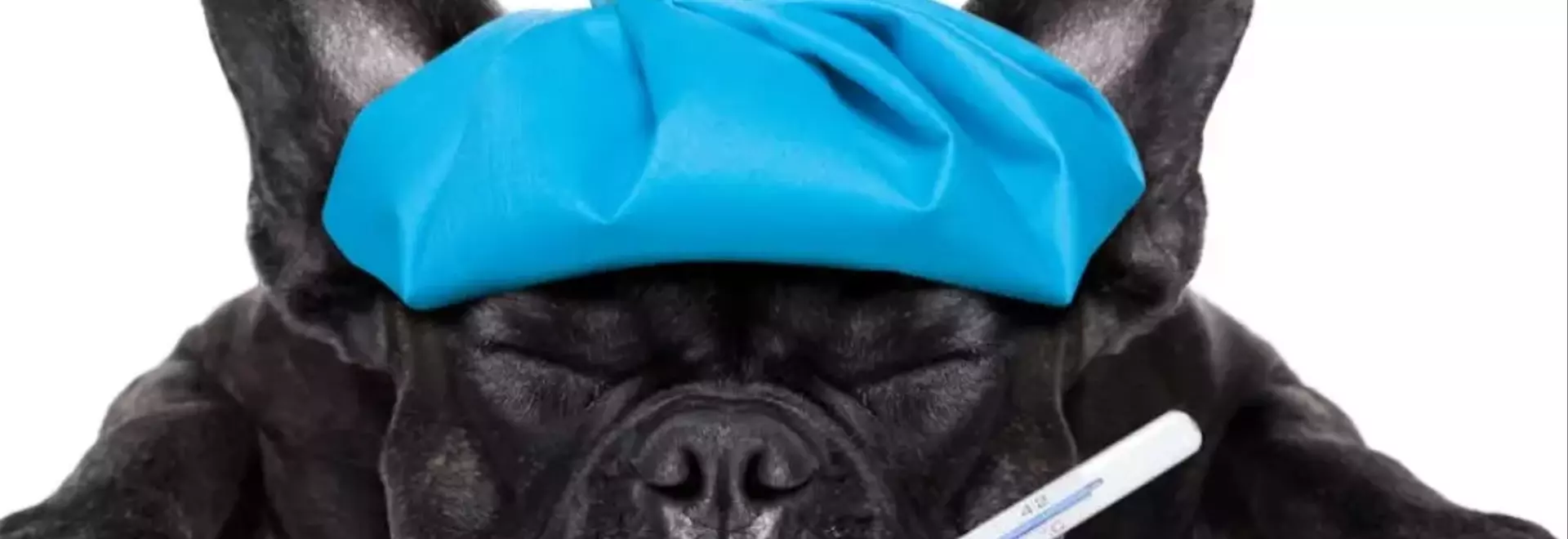 Febbre nei Cani: Guida Completa alla Riconoscimento, Misurazione e Gestione