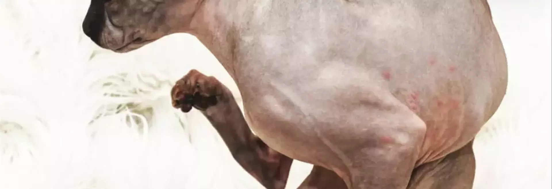 Allergie Alimentari Felini: Una Guida Completa alla Comprensione e Gestione