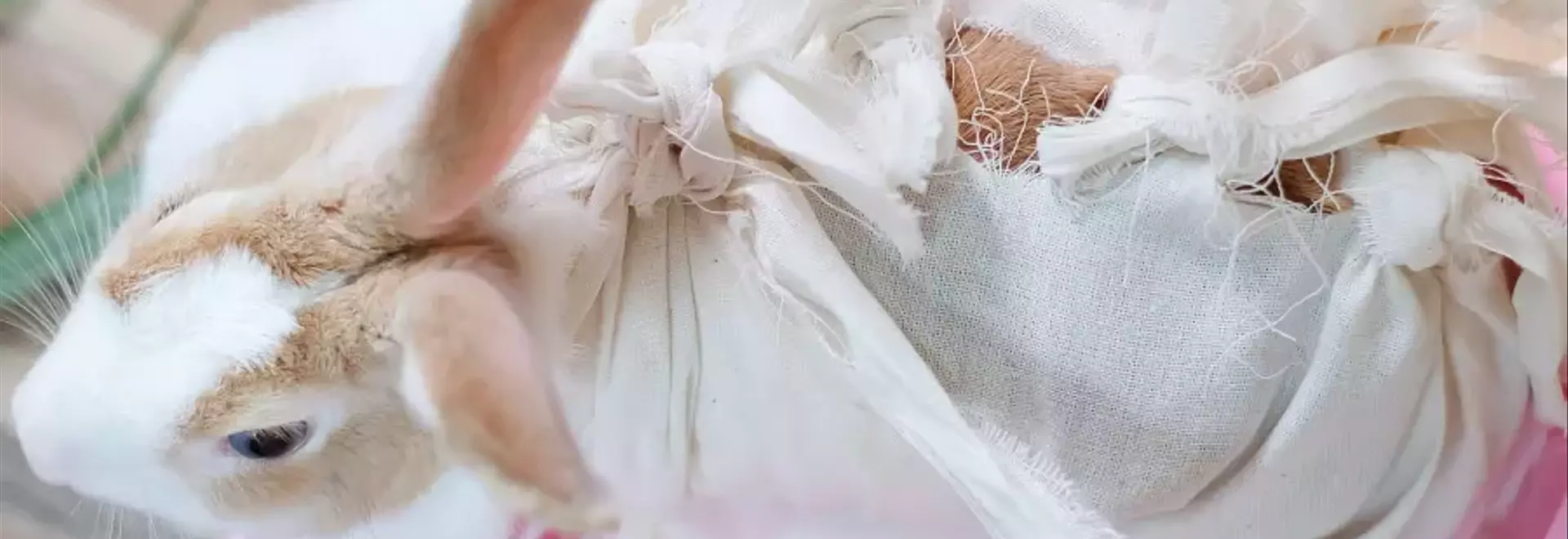 Sterilizzazione del coniglio: non solo controllo delle nascite, ma salute e benessere a lungo termine