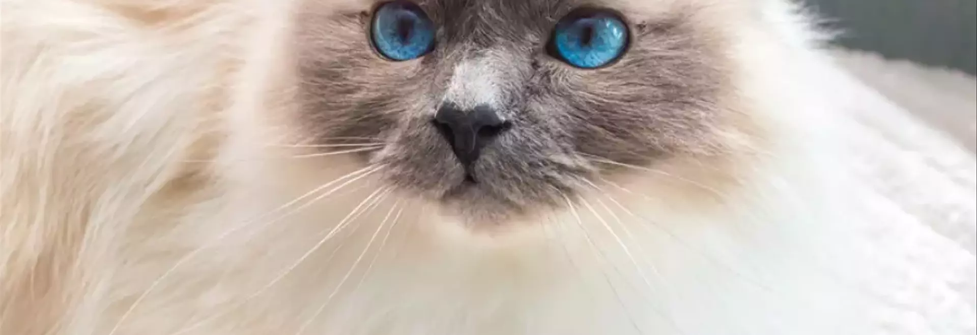 Il Gatto Sacro di Birmania: Un Compagno Elegante e Affettuoso