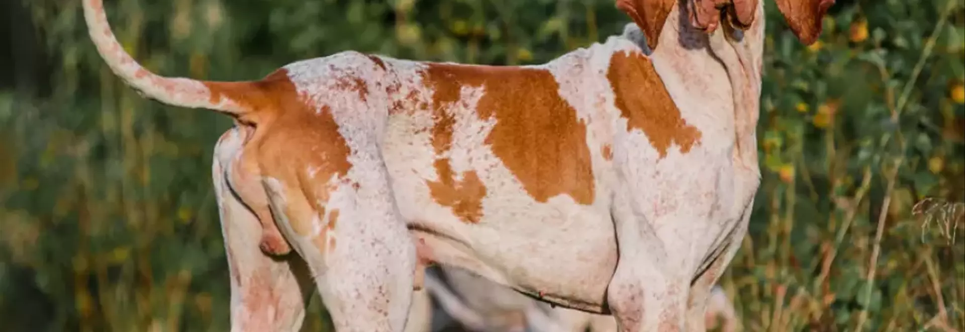 Il Bracco Italiano: Un Nobile Compagno con Anima da Cacciatore