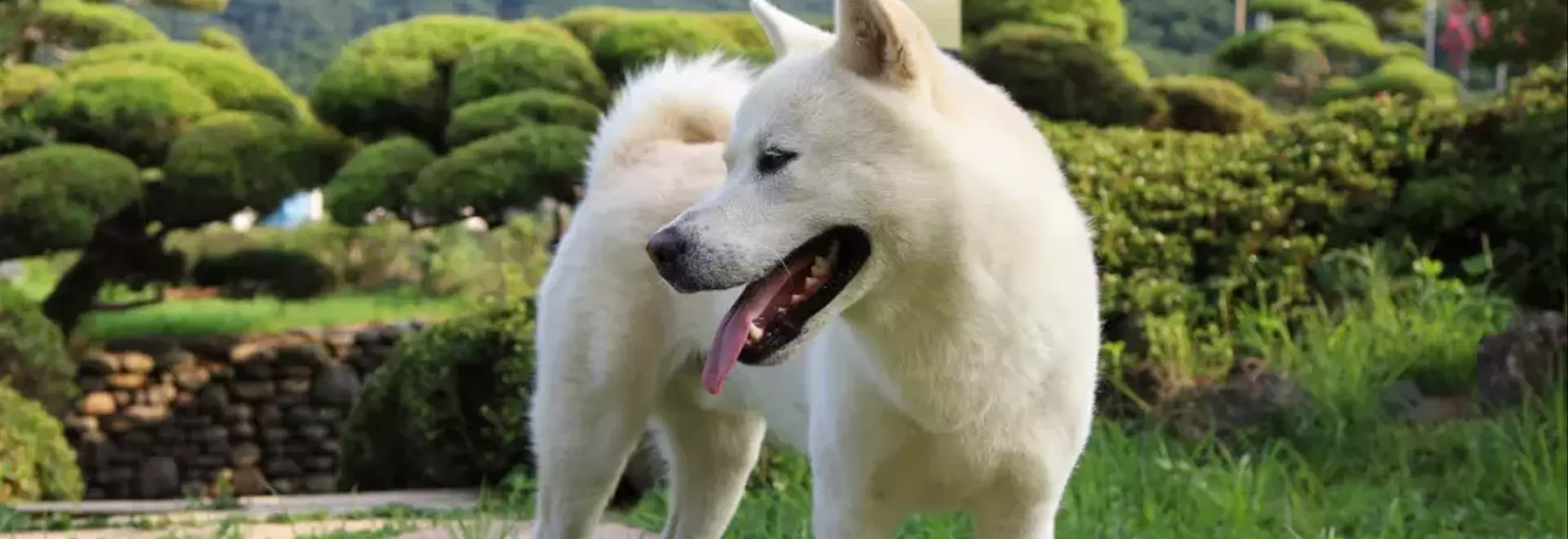 Il Pungsan: Un Compagno Fedele e Robusto dalla Corea