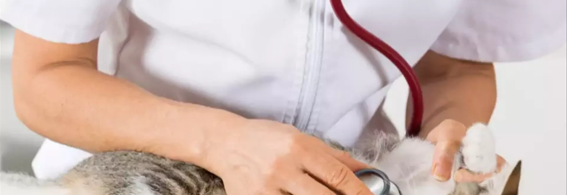 Innovazione nella Cura della Peritonite Infettiva Felina: Il Ruolo del GS-441524