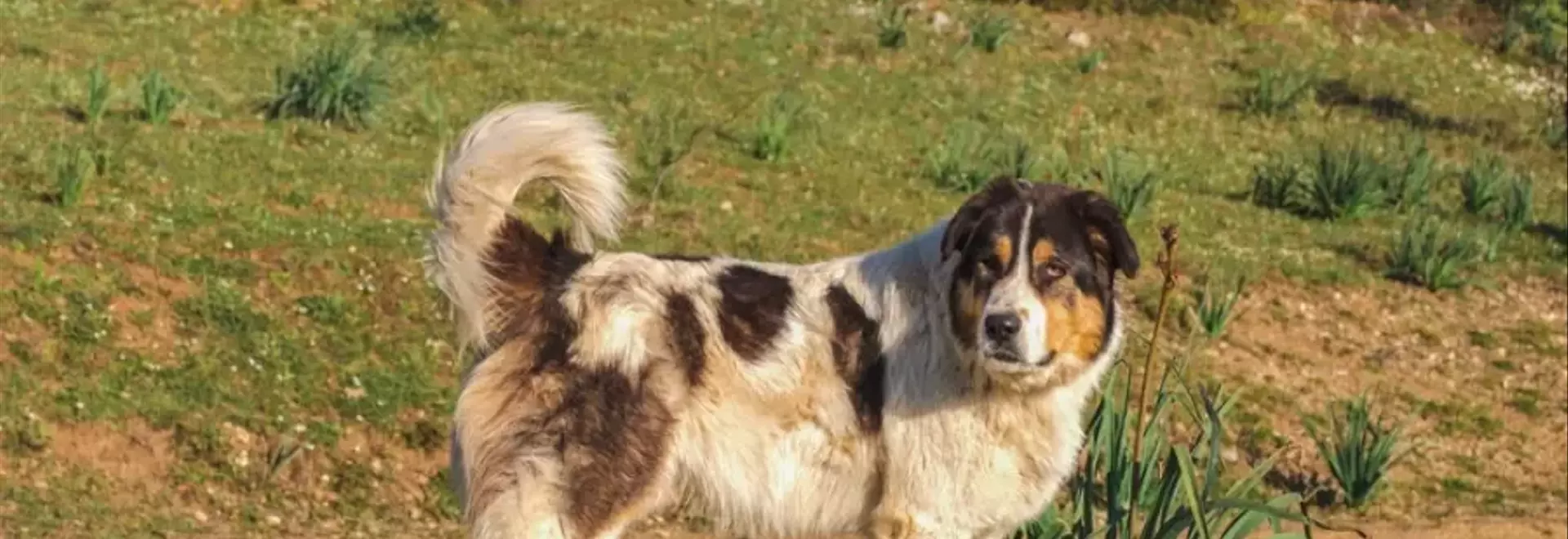 Il Cane da Pastore Greco: Un Guardiano Fedele e Indipendente