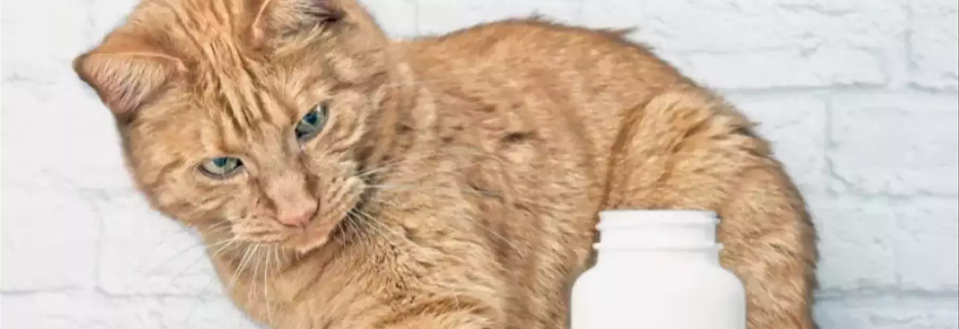 Avvelenamento Felino: Riconoscere i Segnali e Agire Tempestivamente