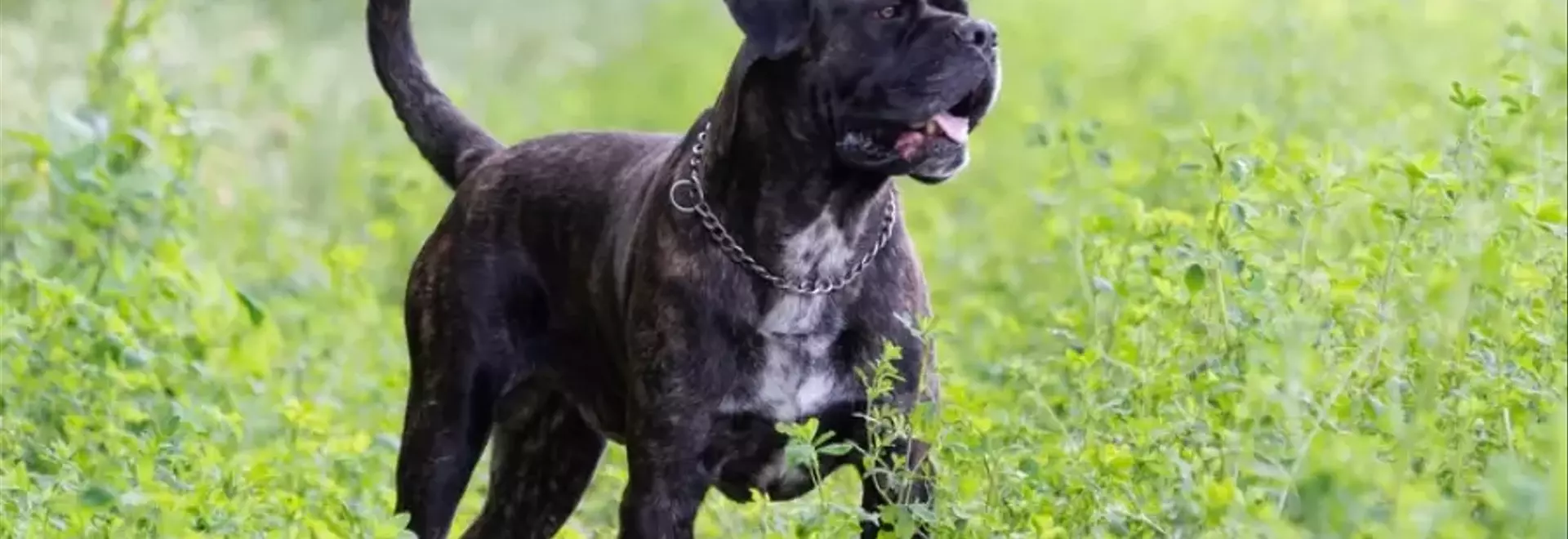 Il Cane Corso: Un Compagno Nobile e Potente