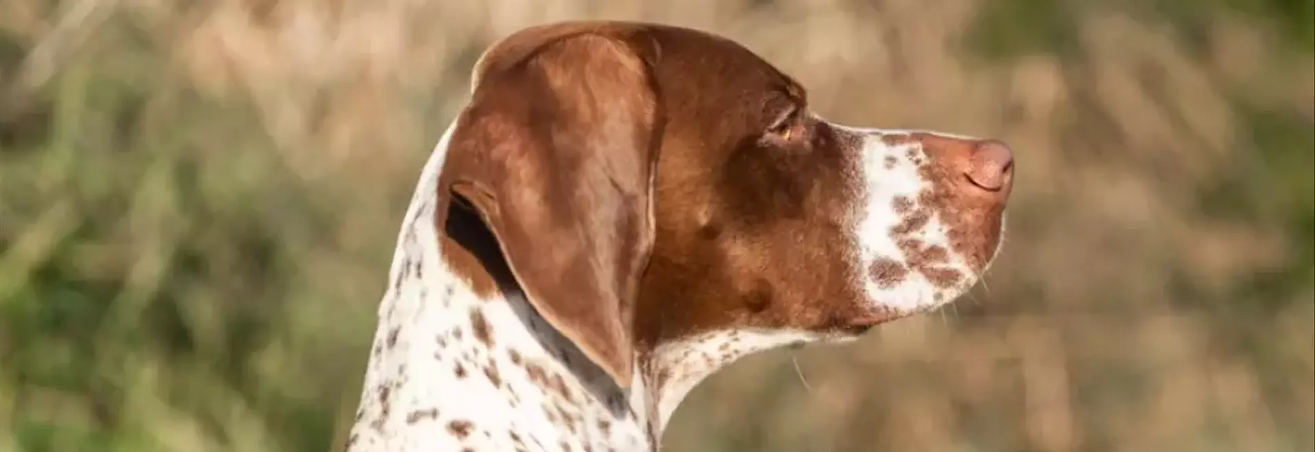 Il Bracco d'Auvergne: Un Compagno Nobile e Versatile