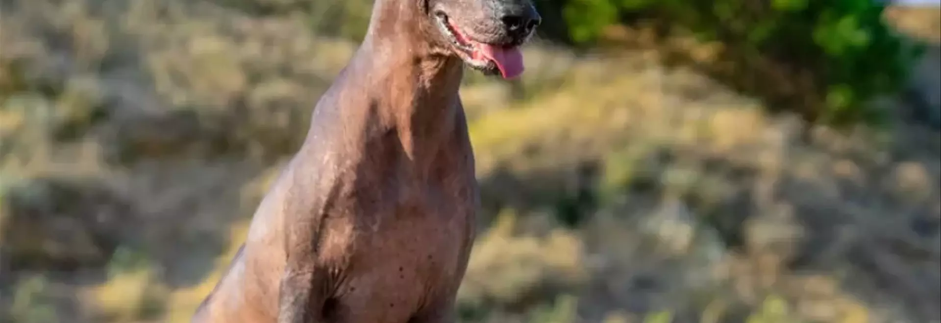 Il Misterioso Xoloitzcuintle: Un Viaggio nella Storia e nelle Peculiarità del Cane Nudo Messicano