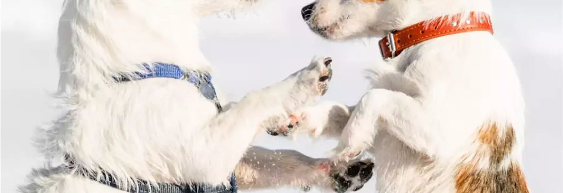 Collare o Pettorina per Cani: Guida Completa alla Scelta