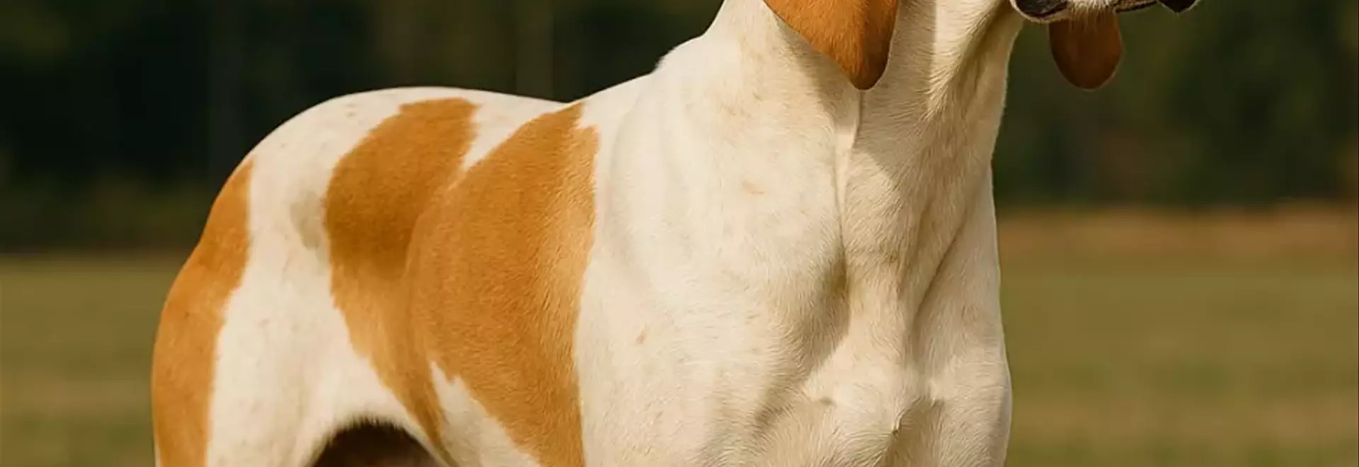 Il Grand Anglo-Francais Blanc et Orange: Un Compagno Nobile e Dinamico