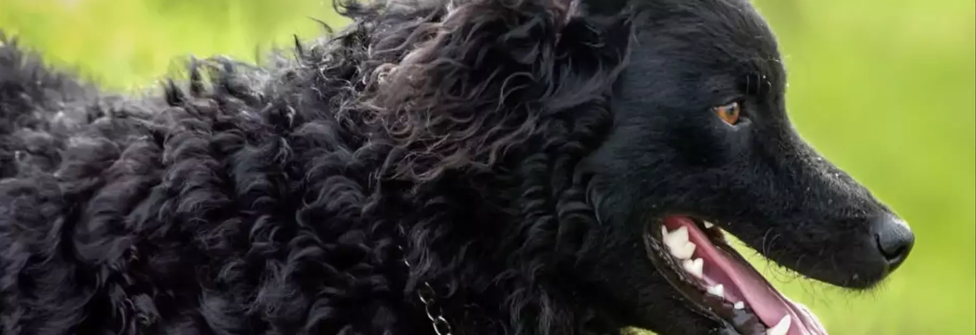 Il Cane da Pastore Croato: Un Compagno Leale e Robusto