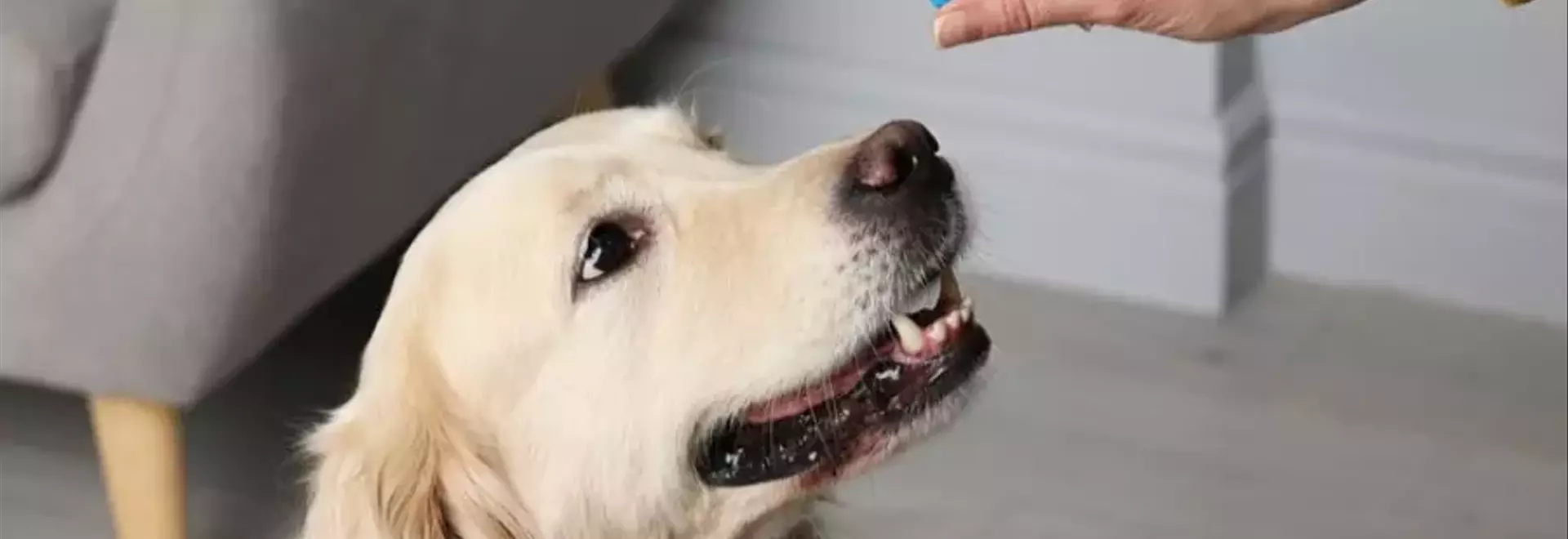 Guida Completa alla Somministrazione di Farmaci ai Cani