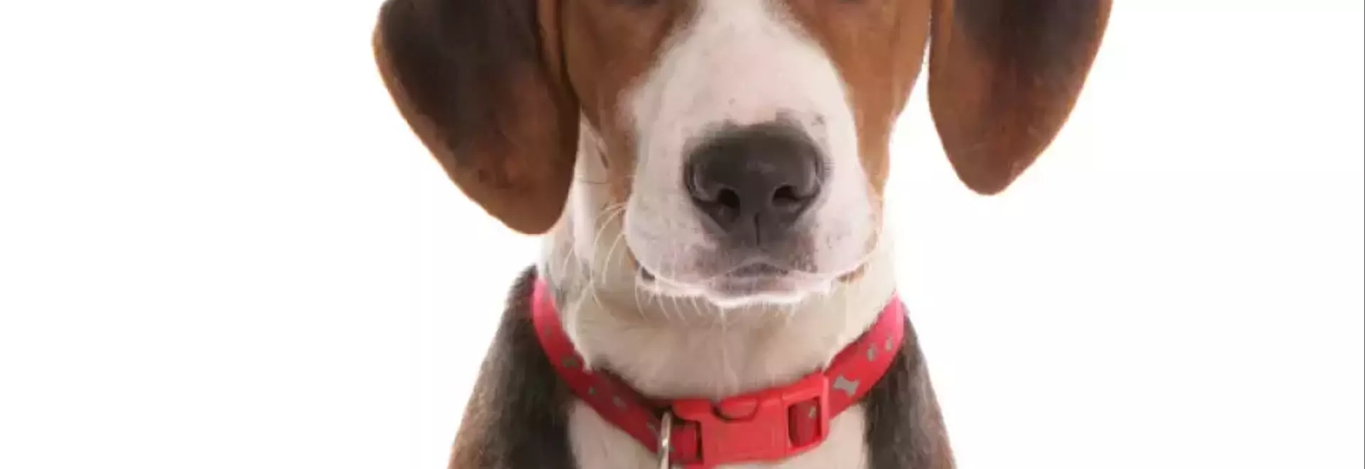 Hamiltonstövare: Il Segugio Svedese con un Cuore d'Oro