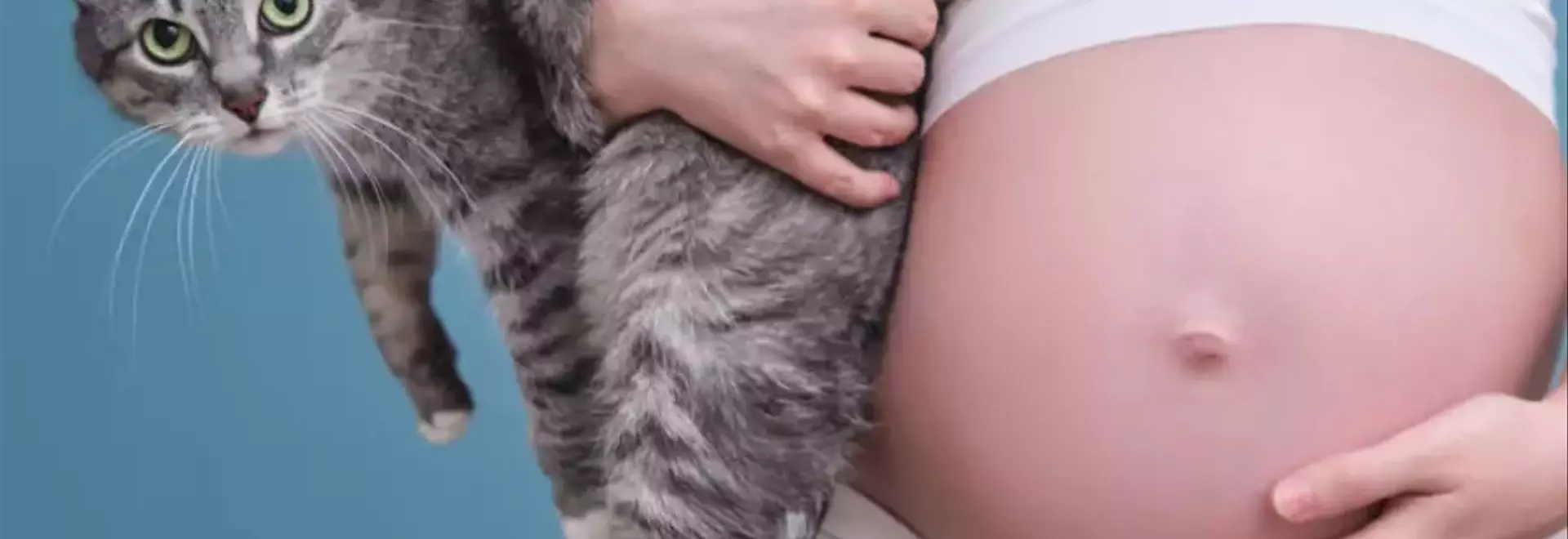 Toxoplasmosi felina: cause, manifestazioni e prevenzione per i proprietari di gatti