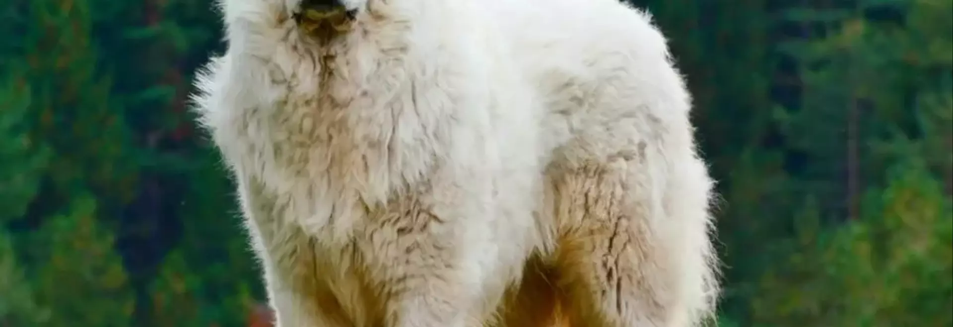 Il maestoso Cane da Montagna dei Pirenei: Un Guardiano Fedele con un Cuore Gentile