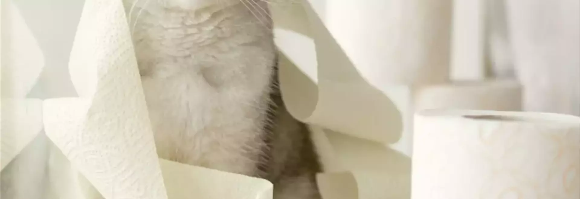 Diarrea Felina: Cause, Sintomi, Diagnosi e Terapie Efficaci