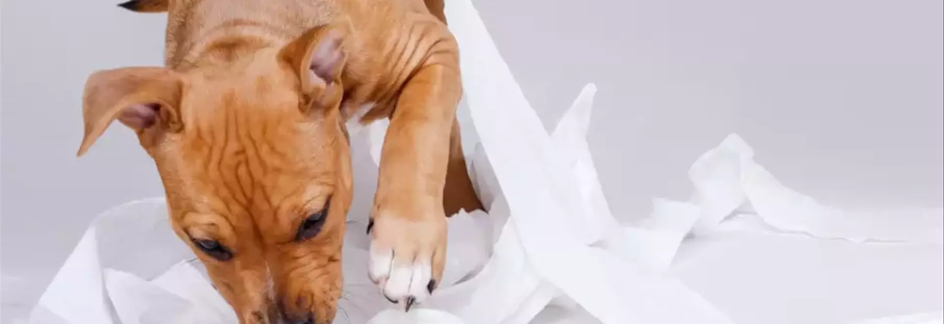 Comprendere e Gestire la Coprofagia Canina