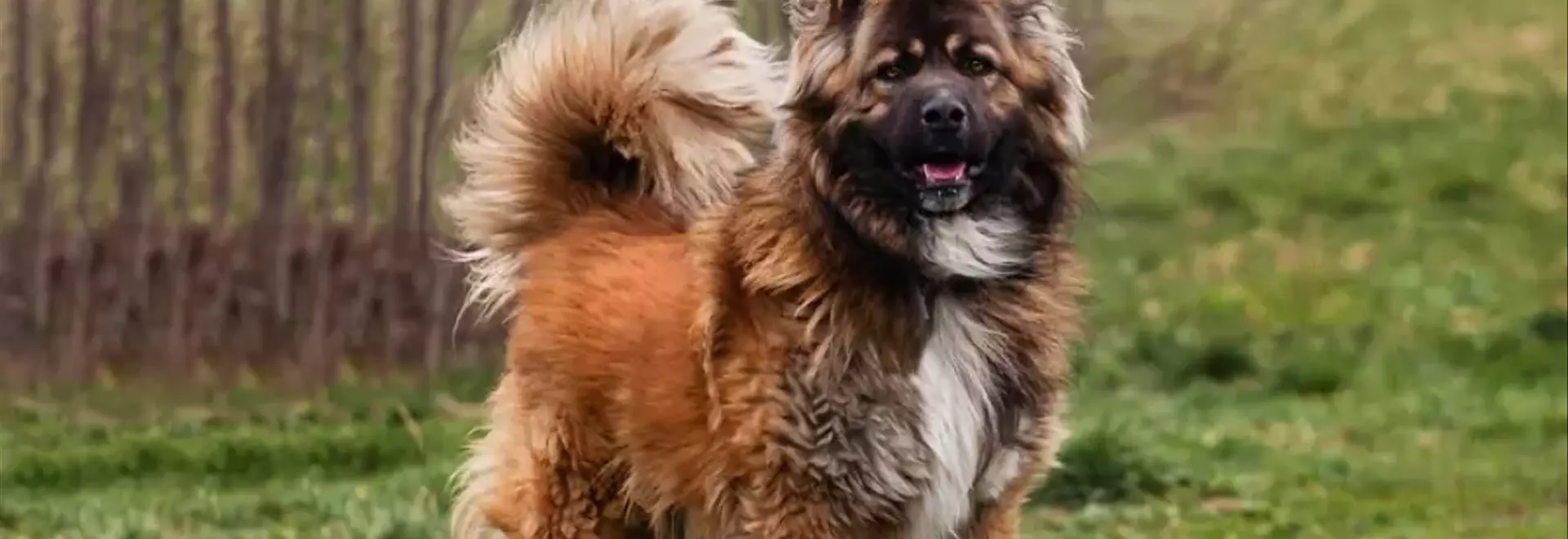 Il Pastore del Caucaso: Un Gigante Fedele e Protettivo