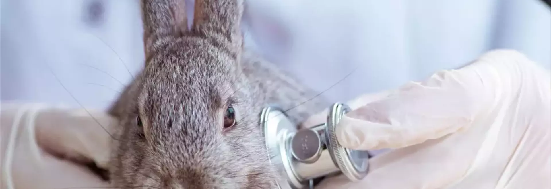 Guida Completa alla Salute del Coniglio Domestico: Riconoscere e Prevenire le Malattie Più Comuni