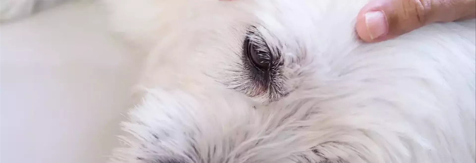 Epilessia negli Animali Domestici: Comprendere, Diagnosticare e Gestire