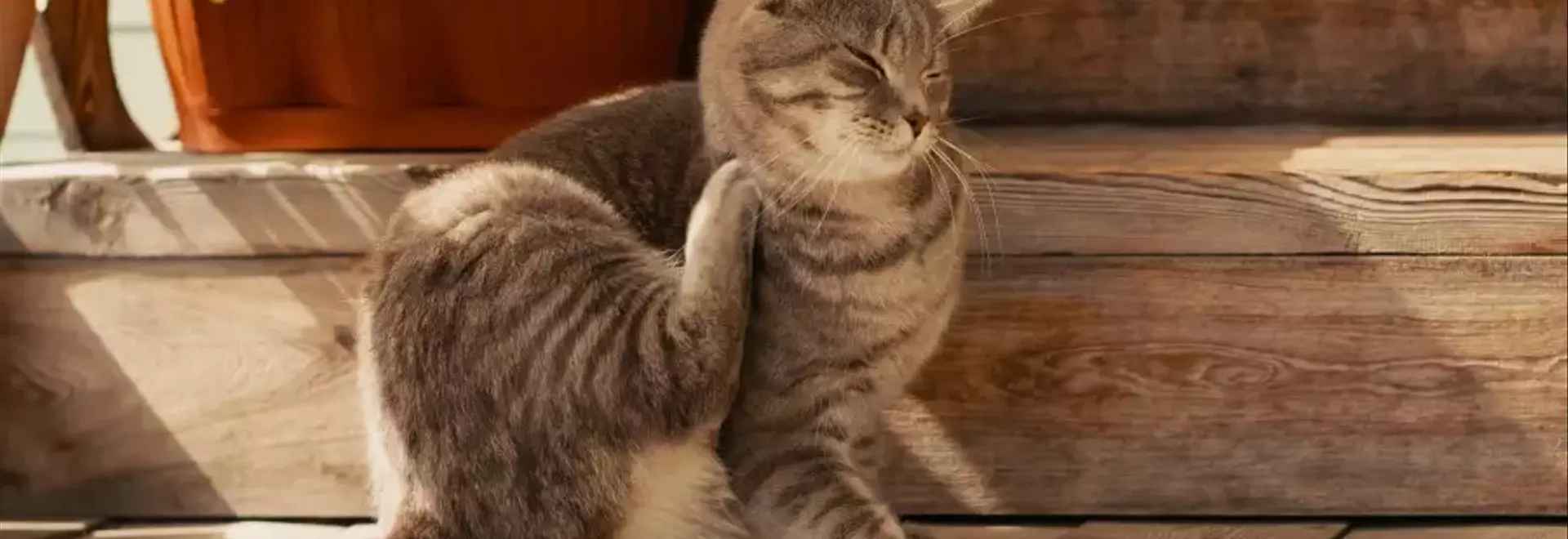 Zoonosi: malattie trasmissibili tra animali domestici e umani