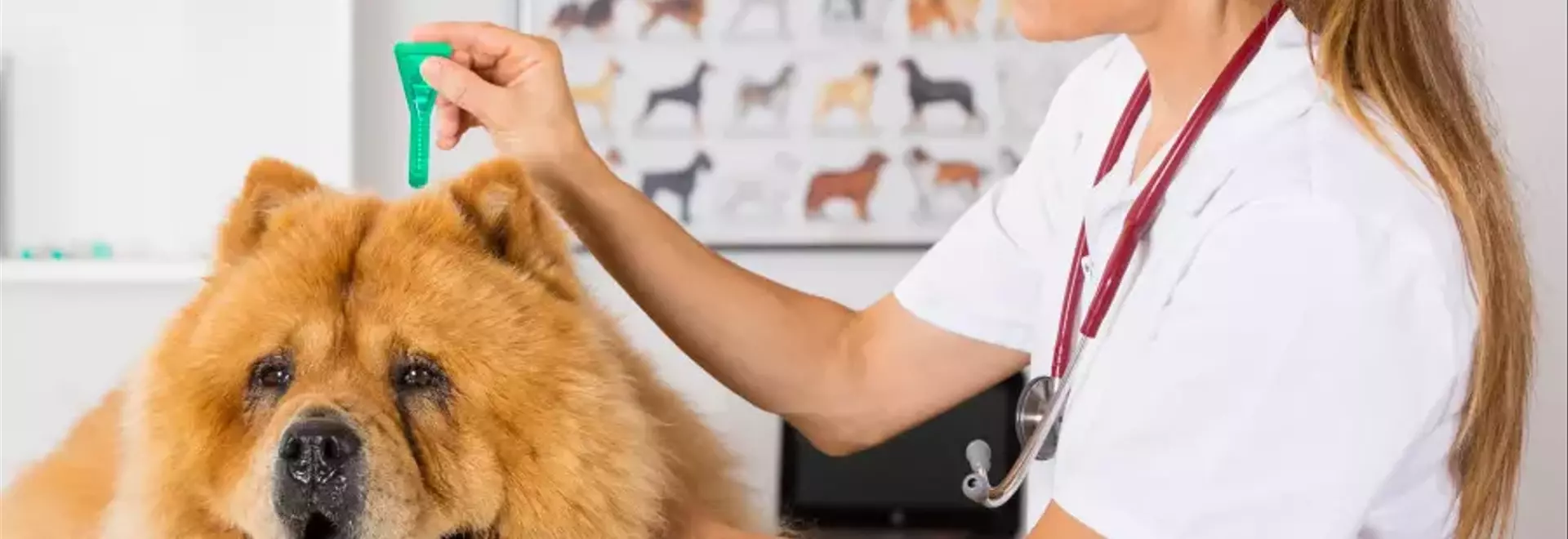 Protezione Antiparassitaria per Cani: Guida Completa all'Uso delle Pipette