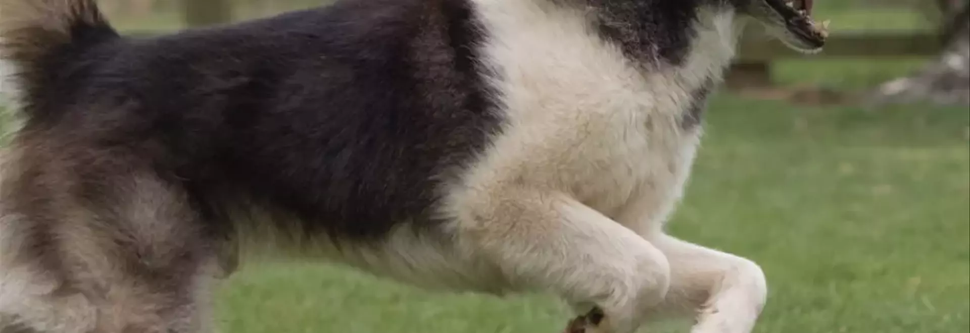 Il Cane Esquimese Canadese: Un Nobile Compagno Artico