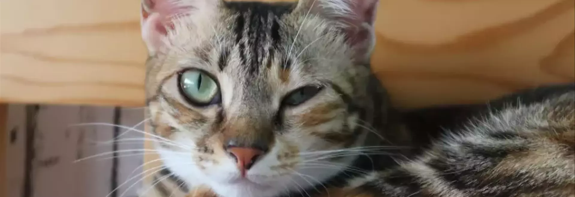 Rinotracheite Felina: Guida Completa alla Prevenzione, Diagnosi e Trattamento