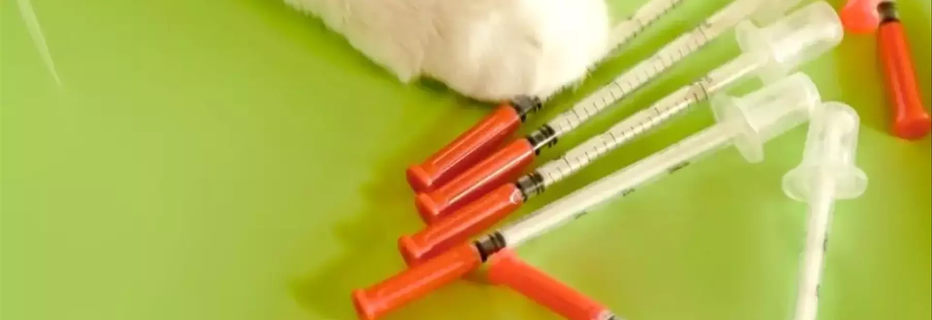 Gestione e Cura del Diabete Felino: Una Guida Completa