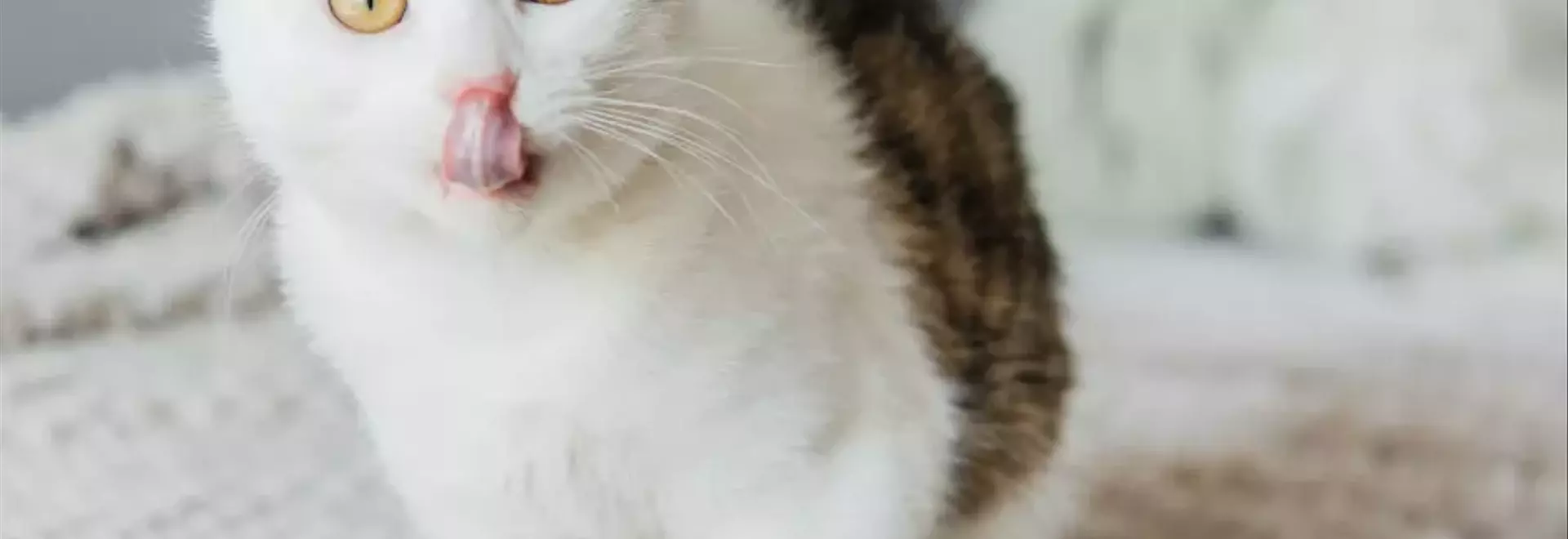 Il Gatto Mangia Troppo: Cause Patologiche e Fisiologiche