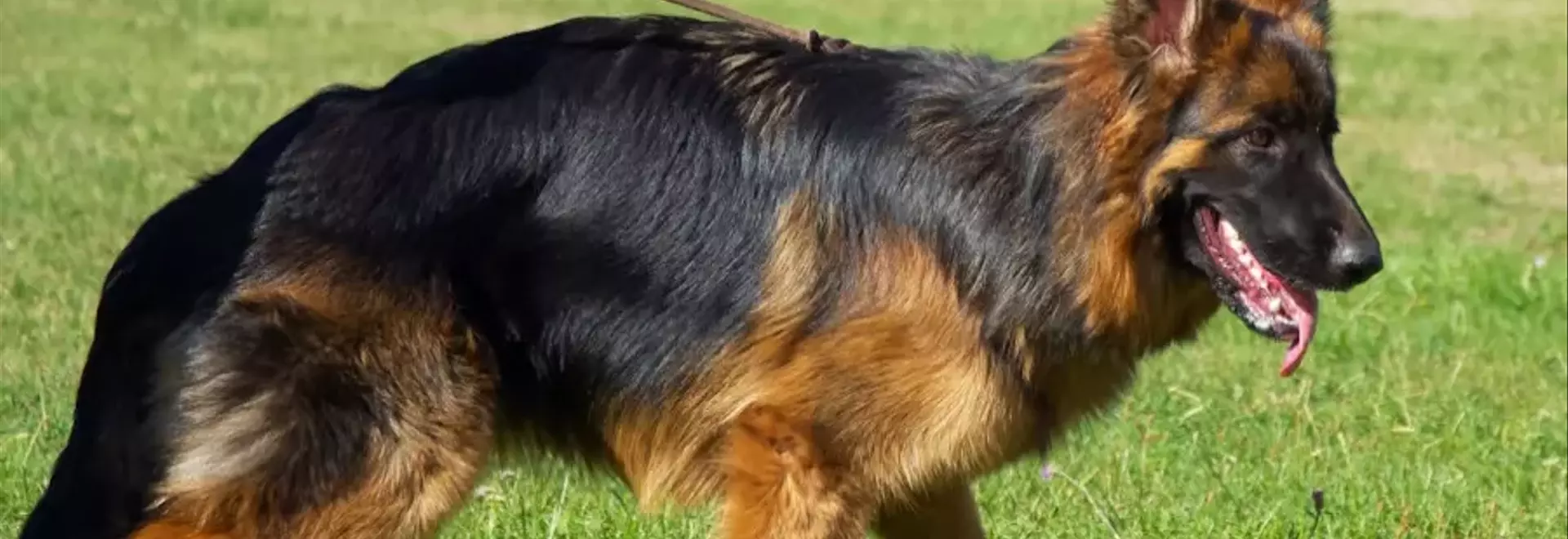 Displasia dell'Anca nel Cane: Una Panoramica Completa