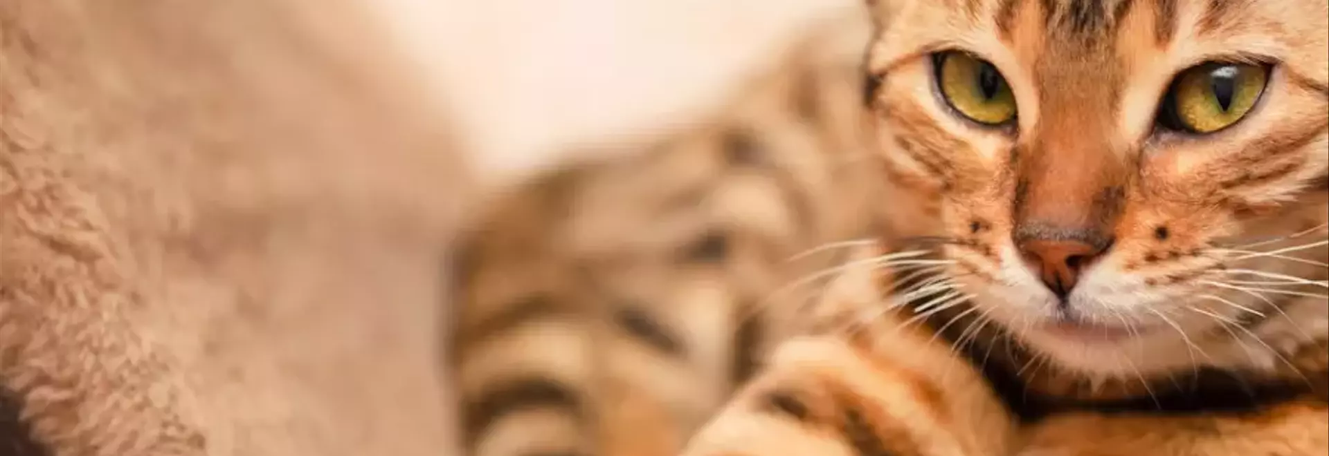 Razze di Gatti: Rischi Genetici e Salute