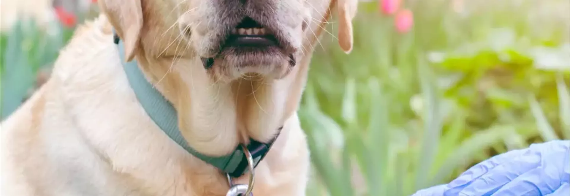 Forasacchi e Cani: Una Minaccia Estiva Silenziosa per la Salute dei Nostri Amici a Quattro Zampe