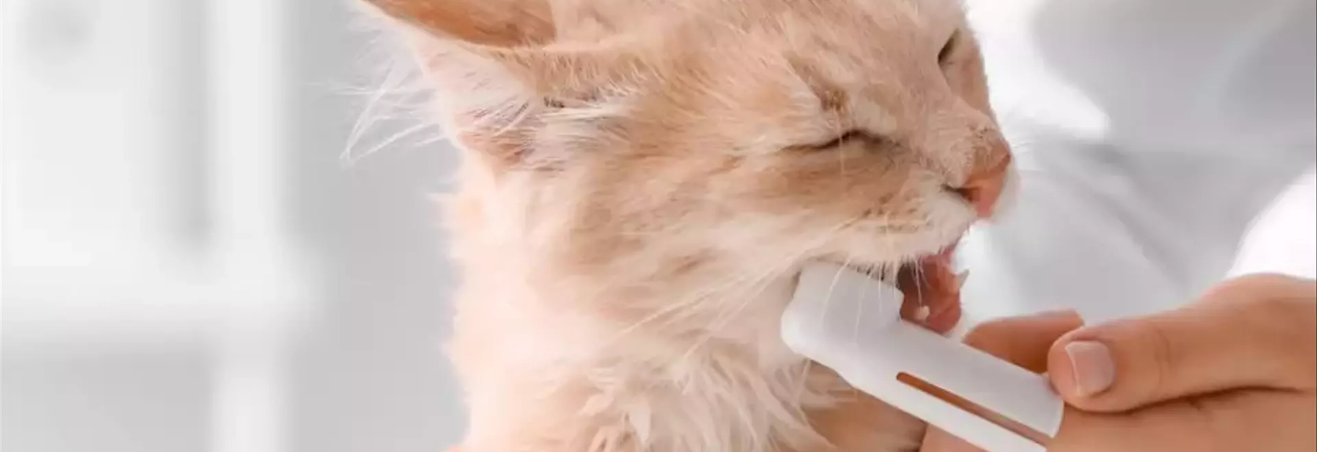 Gengivite Felina: Cause, Sintomi e Strategie Terapeutiche