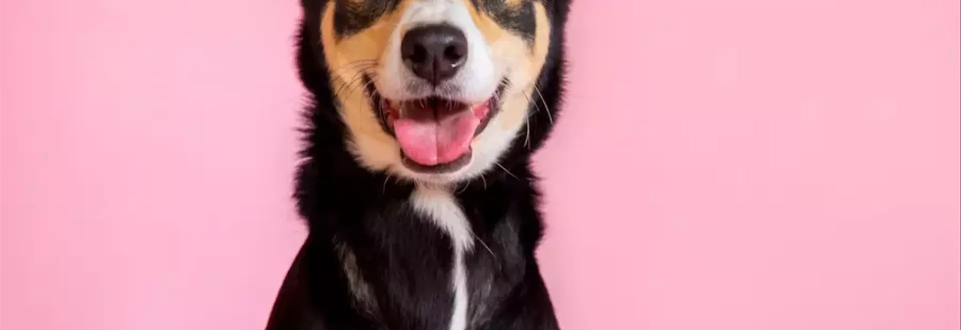 Tumori Mammari nei Cani: Una Panoramica Completa