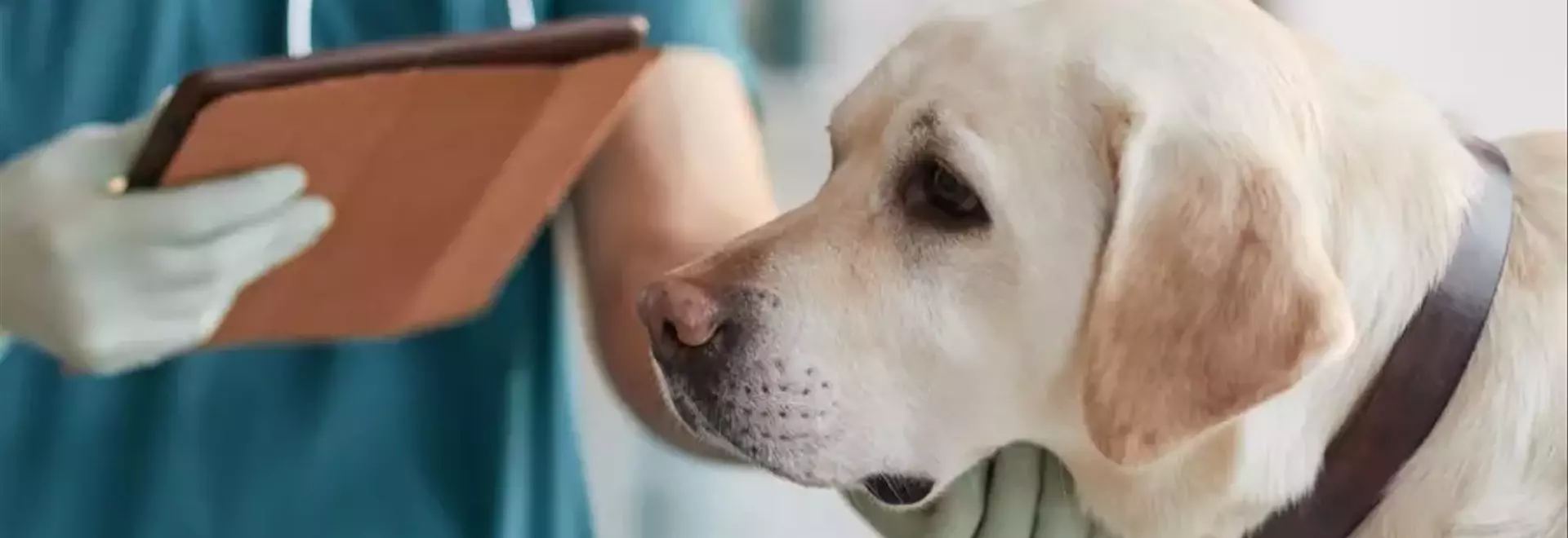 Insufficienza Renale Canina: Una Panoramica Completa