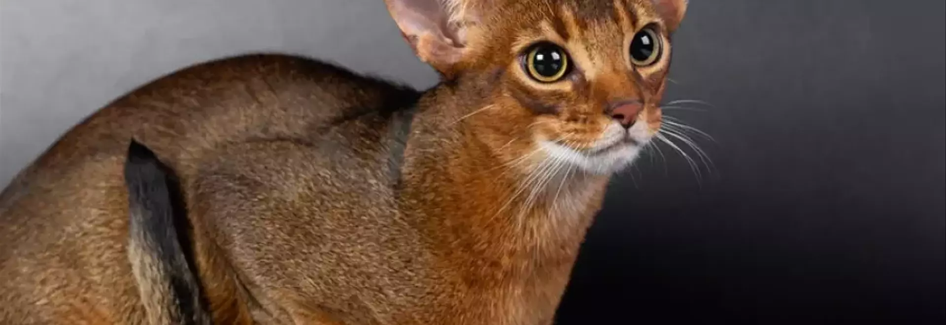 Il Gatto Abissino: Un Compagno Felino di Straordinaria Eleganza e Vivacità