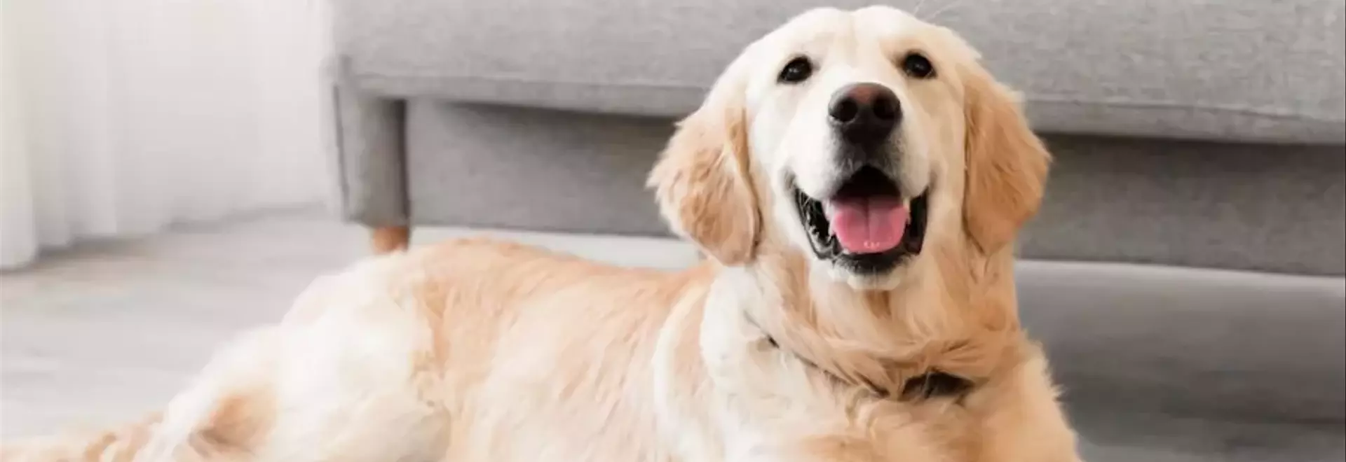 Il Golden Retriever: Un Compagno Affidabile e Gioioso