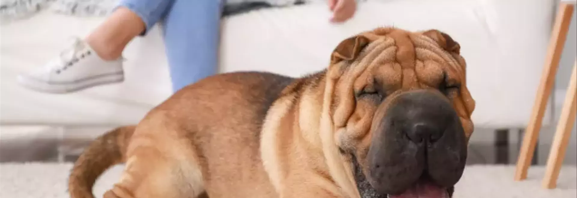 Lo Shar Pei: Un Ritratto Completo della Razza Cinese