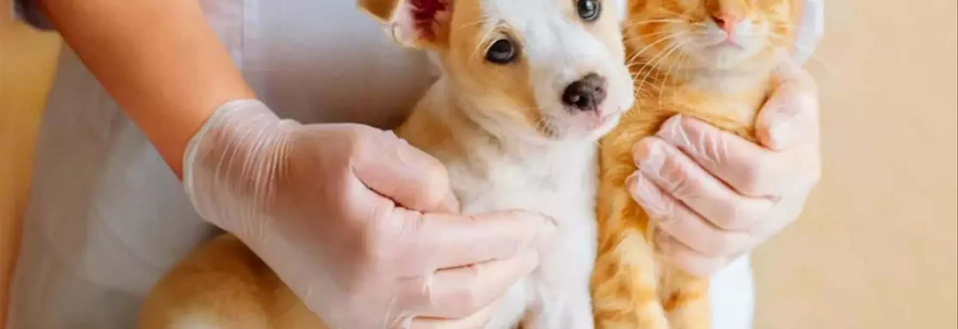 Scelta e Considerazioni sui Vaccini per Animali Domestici