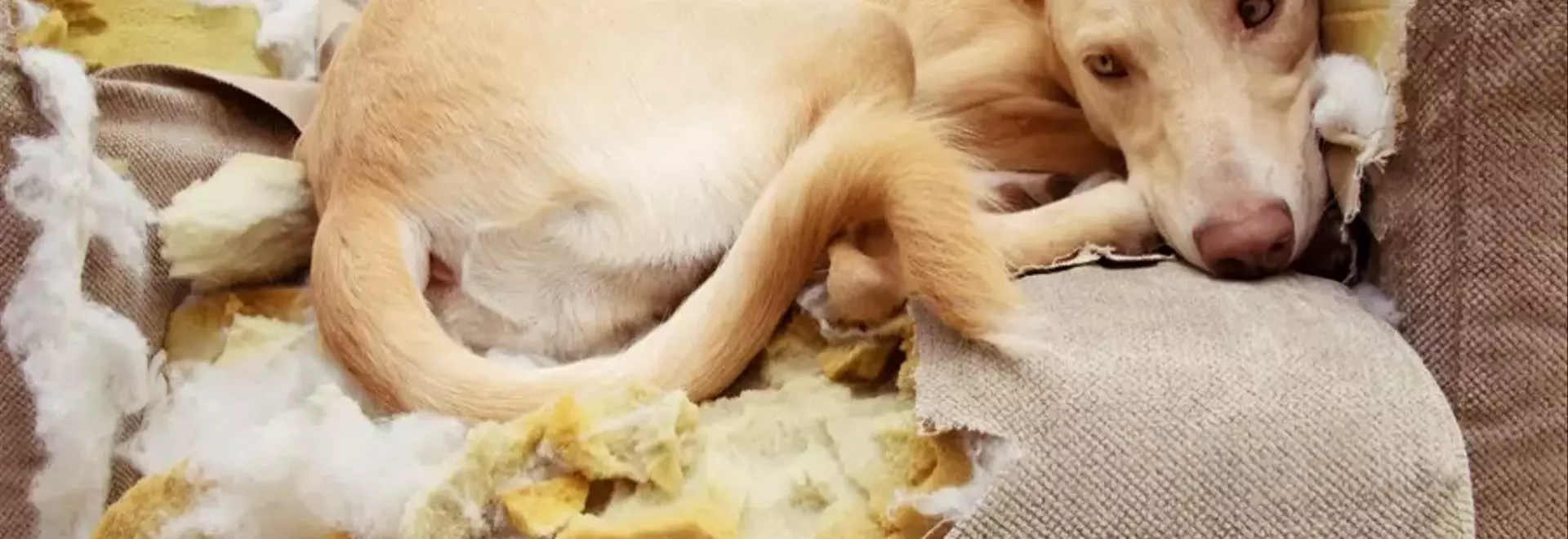 Ansia da Separazione nel Cane: Guida Completa alla Comprensione e Gestione