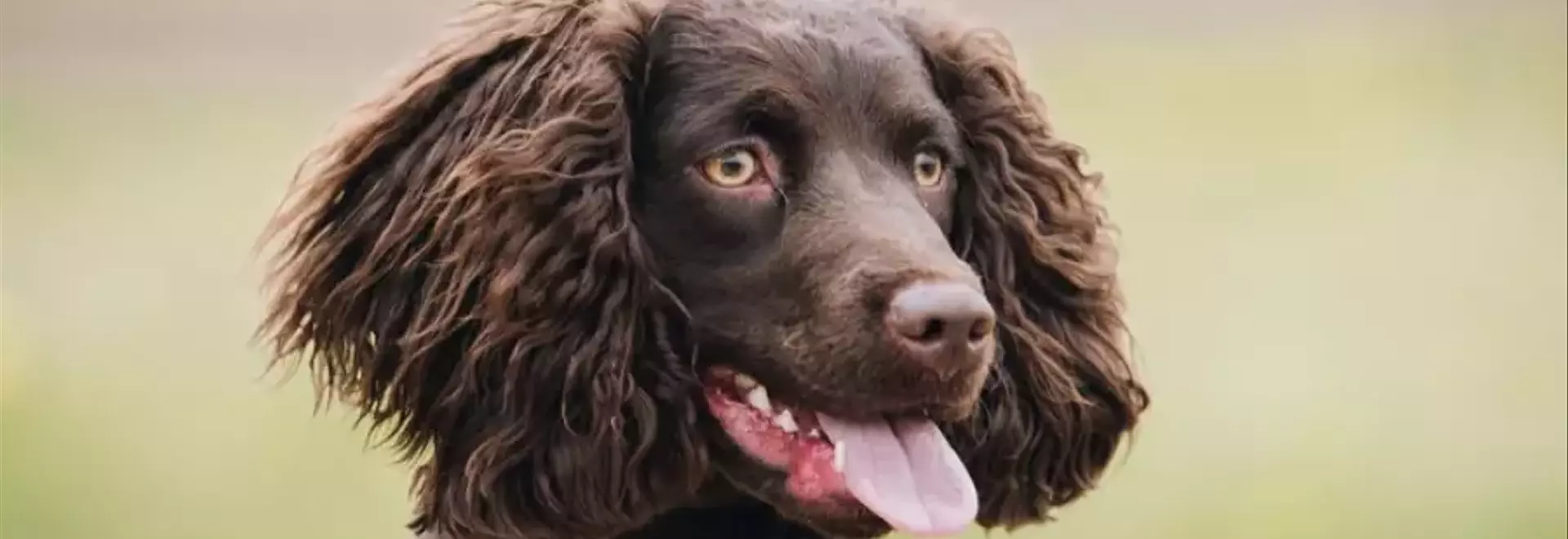 Il Fascino Versatile dell'American Water Spaniel: Un Compagno Ideale per l'Avventura