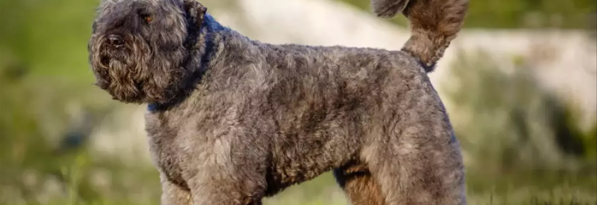 Il Bovaro delle Ardenne: Un Compagno Fedele e Protettivo