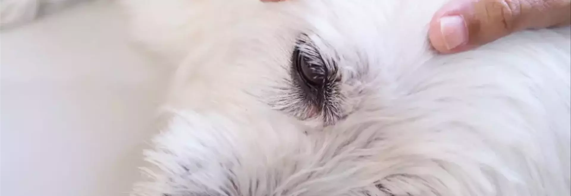 Epilessia Canina: Una Panoramica Completa