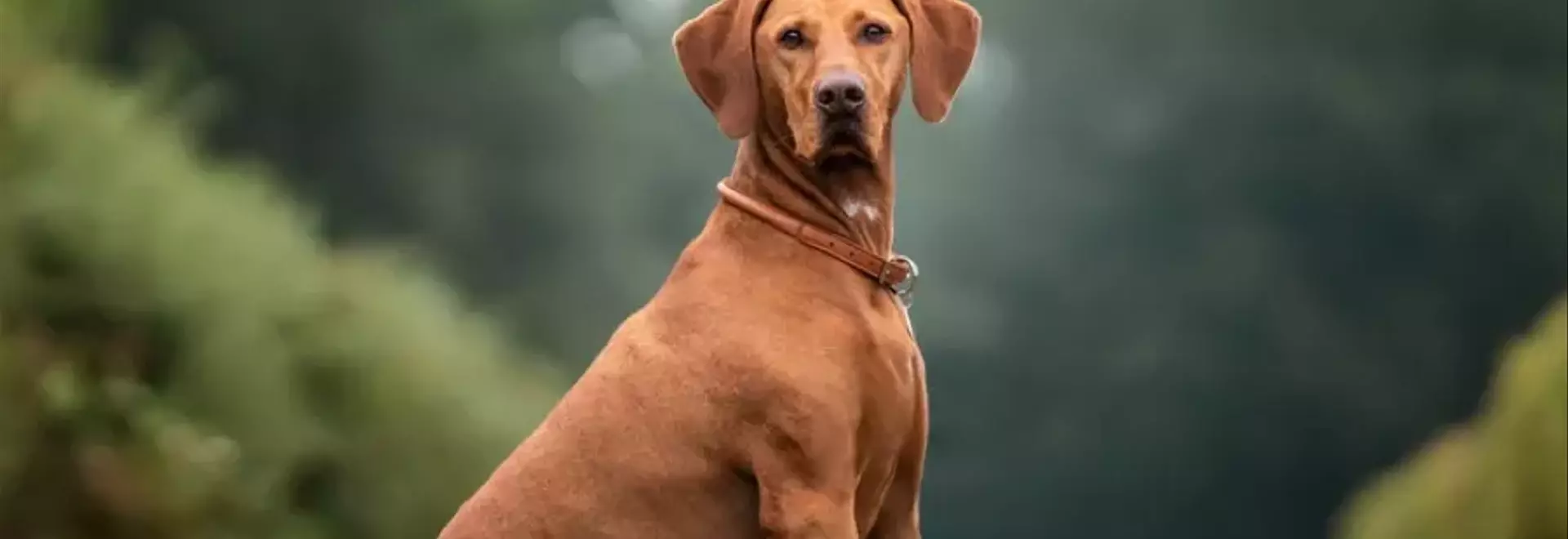 Il Vizsla: Un Compagno Nobile e Dinamico