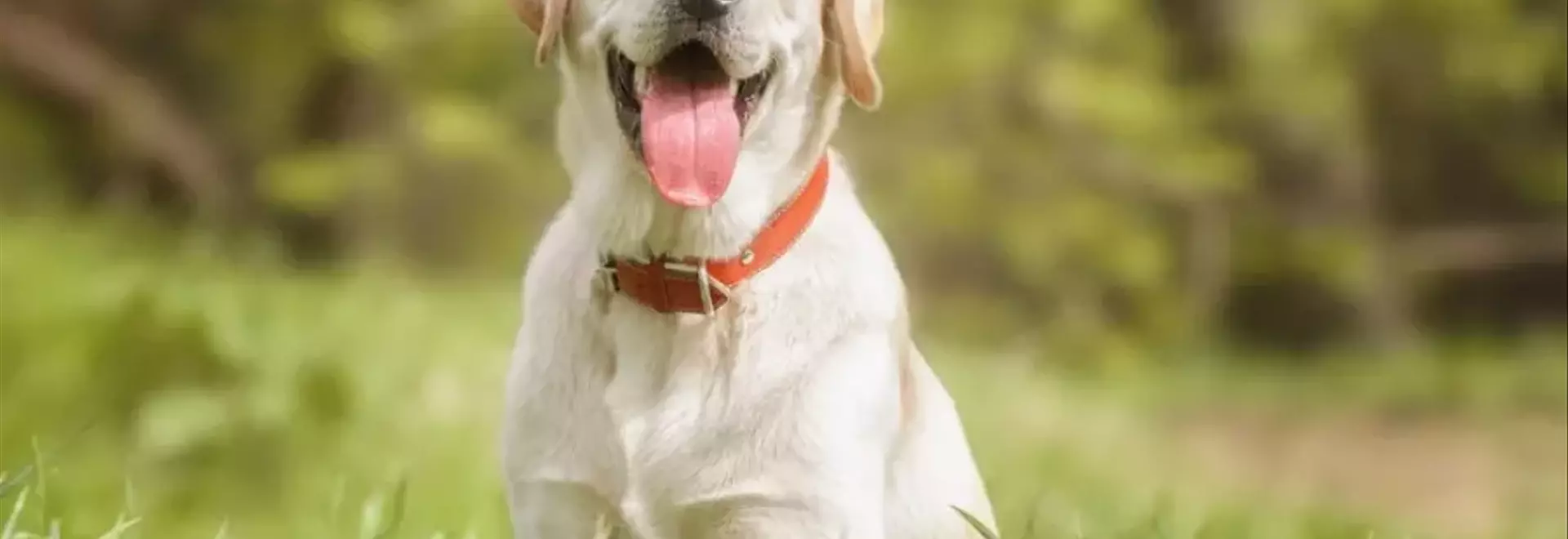 Il Labrador Retriever: Caratteristiche, Cura e Perch￩ è il Compagno Ideale